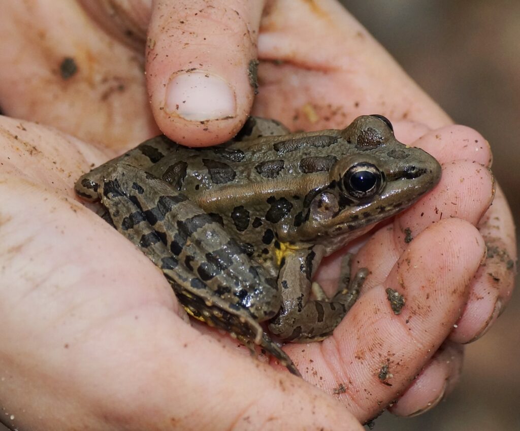 A frog covered in mud held by a man