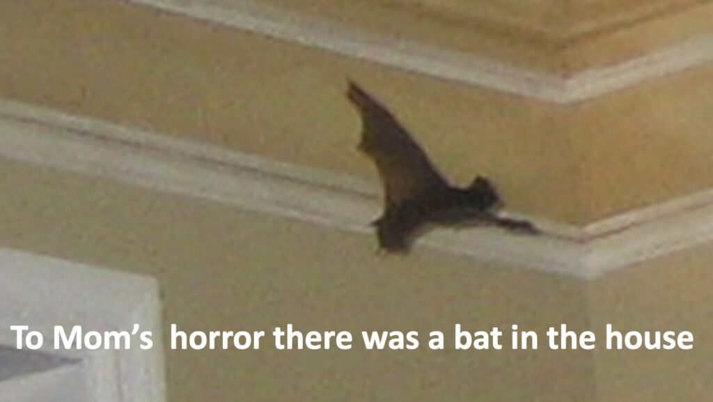 Mom's horror there was a bat in the house.